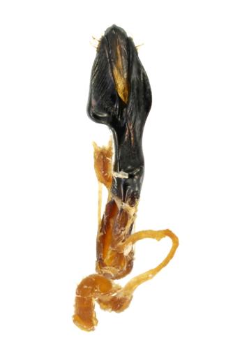 Réf. 348 151 : Agrilus olivicolor
